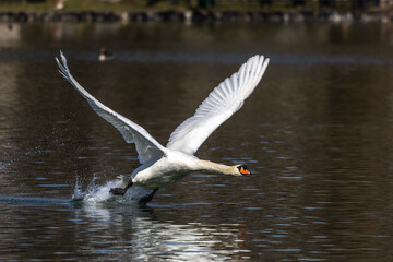 Mute swan, Cygnus olor flying over a lake in the English Garden in Munich, Germany