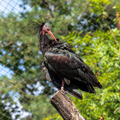 Northern Bald ibis, Geronticus eremita in the zoo