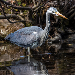 Grey heron, Ardea cinerea, a massive gray bird wading through a flat lake searching for fish