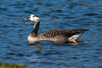 Obraz premium Barnacle goose, Branta leucopsis at a lake near Munich in Germany.