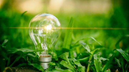 In the grass, there are light bulbs. Ideas for the future and the environment