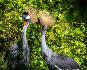Black Crowned Crane, Balearica pavonina in a park