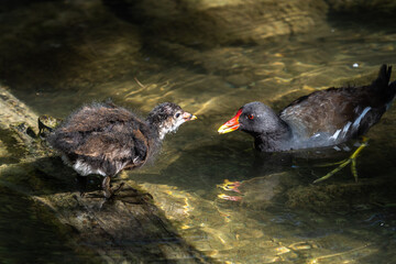 Common moorhen Gallinula chloropus also known as the waterhen or swamp chicken