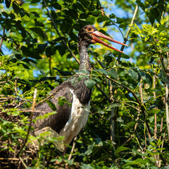 Black stork, Ciconia nigra in a german nature park