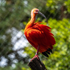 Scarlet ibis, Eudocimus ruber. Wildlife animal in the zoo
