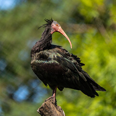 Northern Bald ibis, Geronticus eremita in the zoo