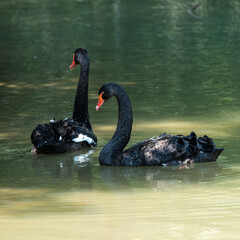 Black Swan, Cygnus atratus in a german nature park