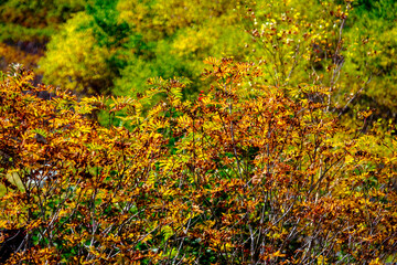 涸沢カールの紅葉