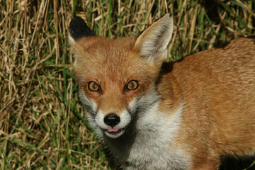 A head shot of a beautiful hunting Red Fox, Vulpes vulpes.