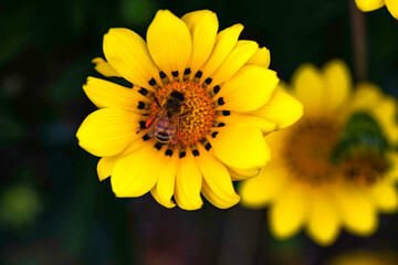 Flower and bee 花と蜂