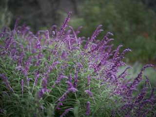 アメジストセージ