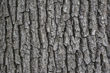 tree texture