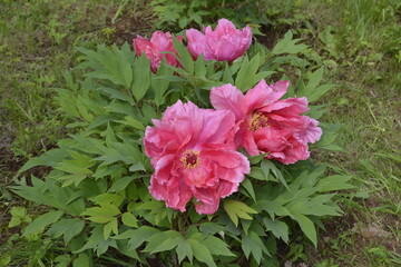 pink flowers