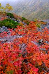 涸沢パノラマコースの紅葉