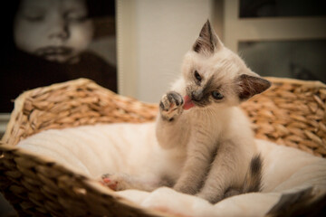 Piccolo cucciolo di gatto domestico