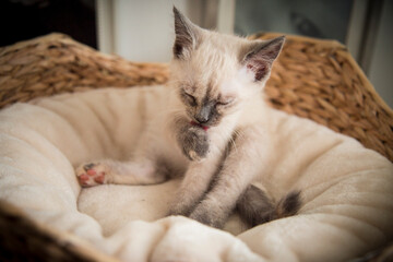 Piccolo cucciolo di gatto domestico