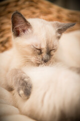 Piccolo cucciolo di gatto domestico