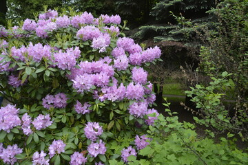 flowers in the garden