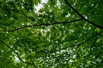 Fototapeta na wymiar Green leaves in the sun