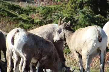 Gathering Of The Goats, Nordegg, Alberta