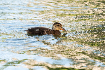 little duck in the water