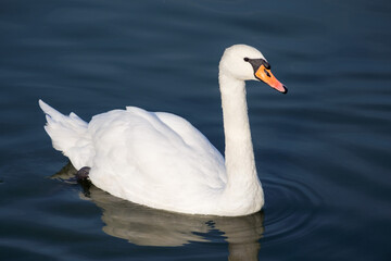 Swan in the water, Cygnus olor