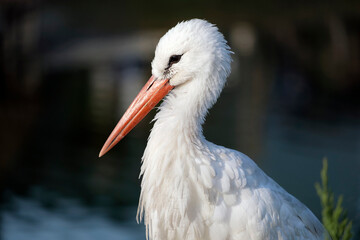 White stork by the water, Ciconia ciconia