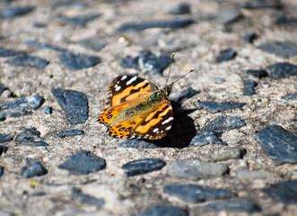 Fototapeta na wymiar butterfly on the concrete