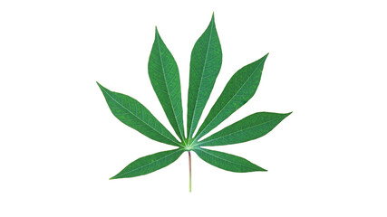 Seven-pointed leaf isolated on white background taken from the garden with Clipping Path