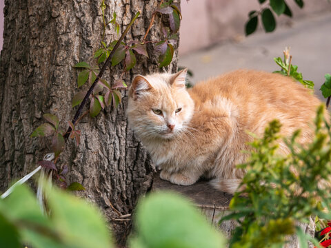 Light ginger domestic cat in a rustic yard near the house on a tree hemp close-up