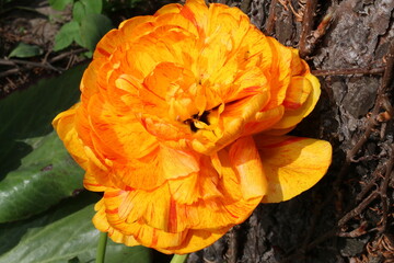 Tulipan ogrodowy Tulipa tulip