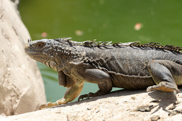 A Green Iguana (Iguana iguana) sits on rock by water in sunshine.