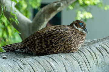 A female Himalayan monal (Lophophorus impejanus), also known as the Impeyan monal and Impeyan pheasant