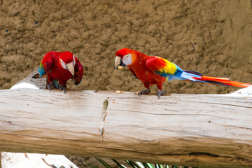 Two scarlet macaws (Ara macao) eating on large branch. Bright red vibrant parrots.