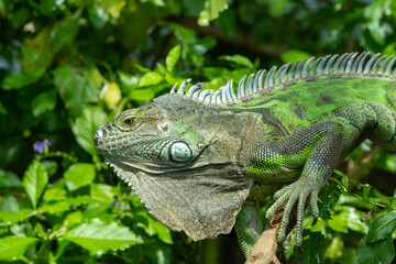A Green Iguana (Iguana iguana) close up in the rainforest.