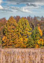 Fototapeta premium Colorful autumn trees against the bright blue sky with white and grey clouds and dried straw foreground. Autumn rural landscape in the daytime.