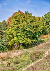 Fototapeta na wymiar Bright autumn landscape with a tree with colorful foliage and a ground footpath going up the hill. The various vegetation of the rural area against a blue cloudy sky.