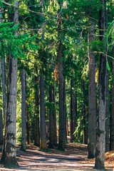 Fototapeta premium footpath in the forest