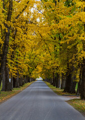 Fototapeta na wymiar autumn trees line a park road