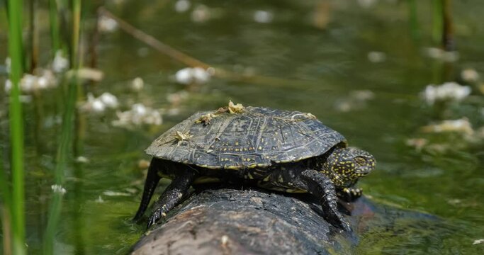 Close up European pond turtle of or Emys orbicularis on the log