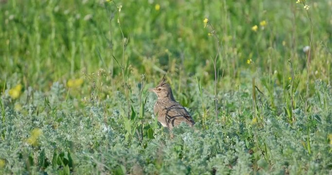 Eurasian skylark or Alauda arvensis walk in the grass