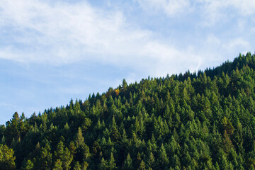 forest and sky © Derrick Olivier