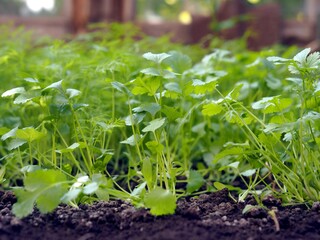 Autumn. A bed with young shoots of useful herbs, dill and cilantro, grown in a greenhouse.