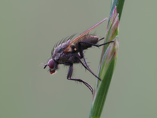 Fliege