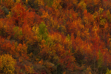 autumn forest colours