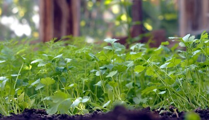 Autumn. A bed with young shoots of useful herbs, dill and cilantro, grown in a greenhouse.
