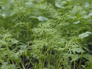 Obraz premium Autumn. A bed with young shoots of useful herbs, dill and cilantro, grown in a greenhouse.
