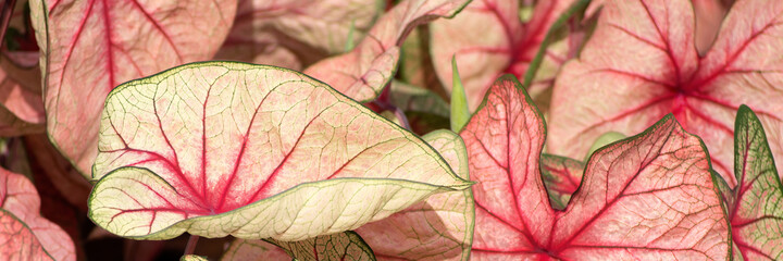 Panorama of leaves of a bicolour variety of Caladium - also known as Angel Wings
