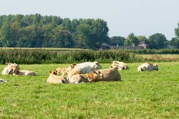 Blonde cows lie quietly in the pasture in Arnhem in the Netherlands