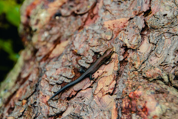 Sverdlovsk region. Sloboda. Lizard on a tree